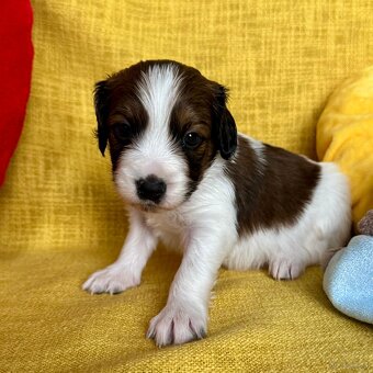 Kooikerhondje Welpen - 6