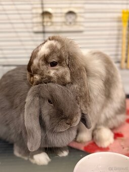 Minilop-Kaninchen 🐰🩷 - 6