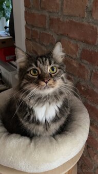 Katzen zu verschenken - 6