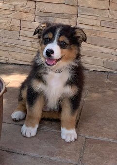 Australian shepherd - 6