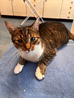 Kater sucht liebevolles neues Zuhause - 6
