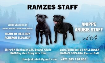 Staffordshire Bullterrier welpen zu kaufen - 6