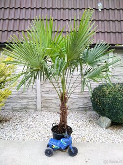 Winterharten palmen Trachycarpus Fortunei - 6