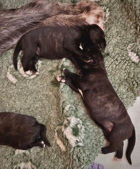 Irischer Wolfshund - Welpen zu verkaufen - 6