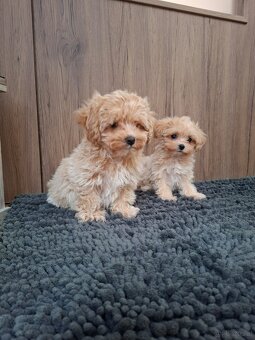 Maltipoo mini - 6