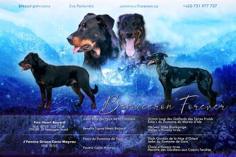Beauceron mit Stammbaum - 6