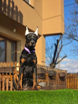 Doberman welpen mit PP - fci hunde - 6