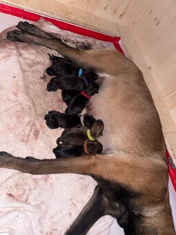 Malinois x Cane Corso Welpen - 6
