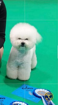 Bichon frise with pedigree - 6