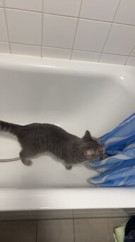 Katze BKH - 6
