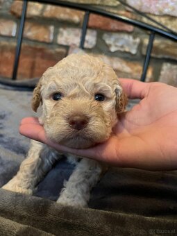 Lagotto Romagnolo - 6
