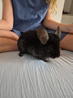 Neuer Futterspender für Chinchillas gesucht - 6