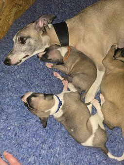 Whippet Welpen mit Papieren - 6