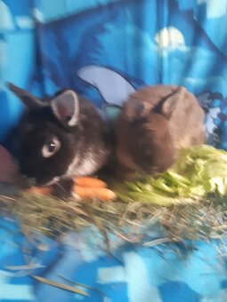 Zwergkaninchen Babys zu vergeben - 6