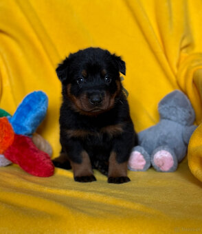 Beauceron-Welpen - 6