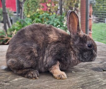 Hope, ihr Bub  und ihr Enkerl suchen Bestplatz - 6