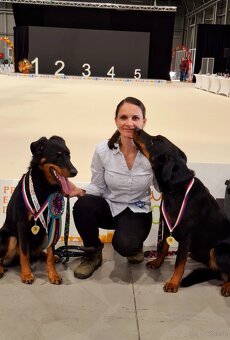 Zuverlässige Zuchtstätte für Beauceron-Hunde - 6