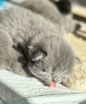 BKH Kitten - 6