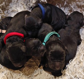 Schwarzer Russischer Terrier – liebevoll aufgezogene Welpen - 6