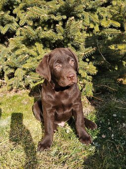 Labrador Welpen mit Stammbaum - 6
