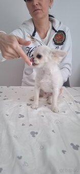 Chihuahua mit stammbaum - 6