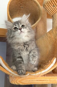 sibirische katze - 6