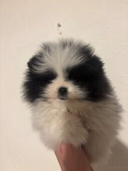 pomeranian Strakoš - 6