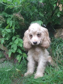 SPANIEL- FREUNDE AUFGEPASST - 6