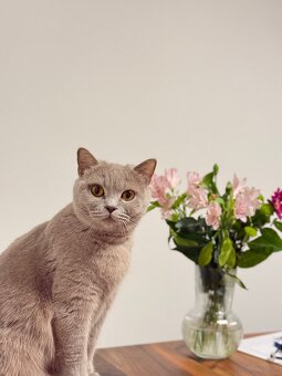 Nur noch 2 BKH Britisch Kurzhaar Lilac Weibchen - 6