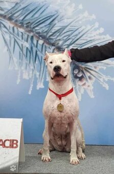 Dogo Argentino – wir nehmen Reservierungen für erstklas - 6
