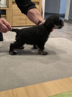 Zwergschnauzer Schwarz-Silber - 6