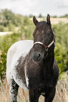 Appaloosa Deckhengst - Homozygot Schwarz - 6