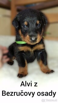 Beauceron - 6