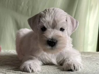 Weißer Zwergschnauzer - 6