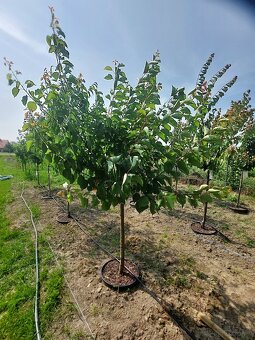 Große Obstbäume - 6