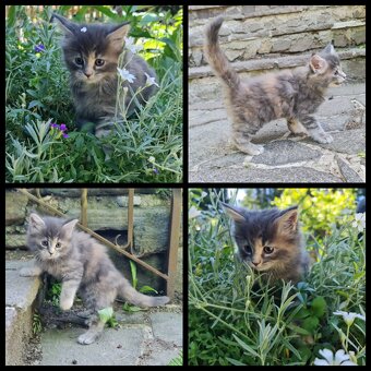 Reinrassige Maine Coon Kitten - 6