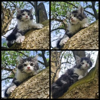 Reinrassige Maine Coon Kitten - 6