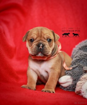 Continental bulldog welpen - 6