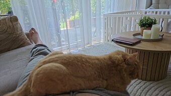 Herzenskatze (12) sucht stressfreien Altersruhesitz - 6