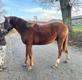 Hengst von Heartbreak ZH - 6