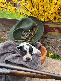 Auvergne Hűhnerhund/Jagdhund (FCI) - 6