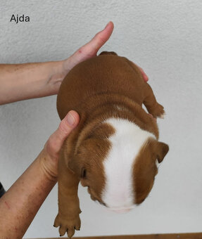 Englische Bulldoggenwelpen mit PP - 6