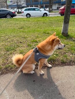 Wunderschöner Shiba Inu sucht liebevolles Zuhause 🐾 - 6