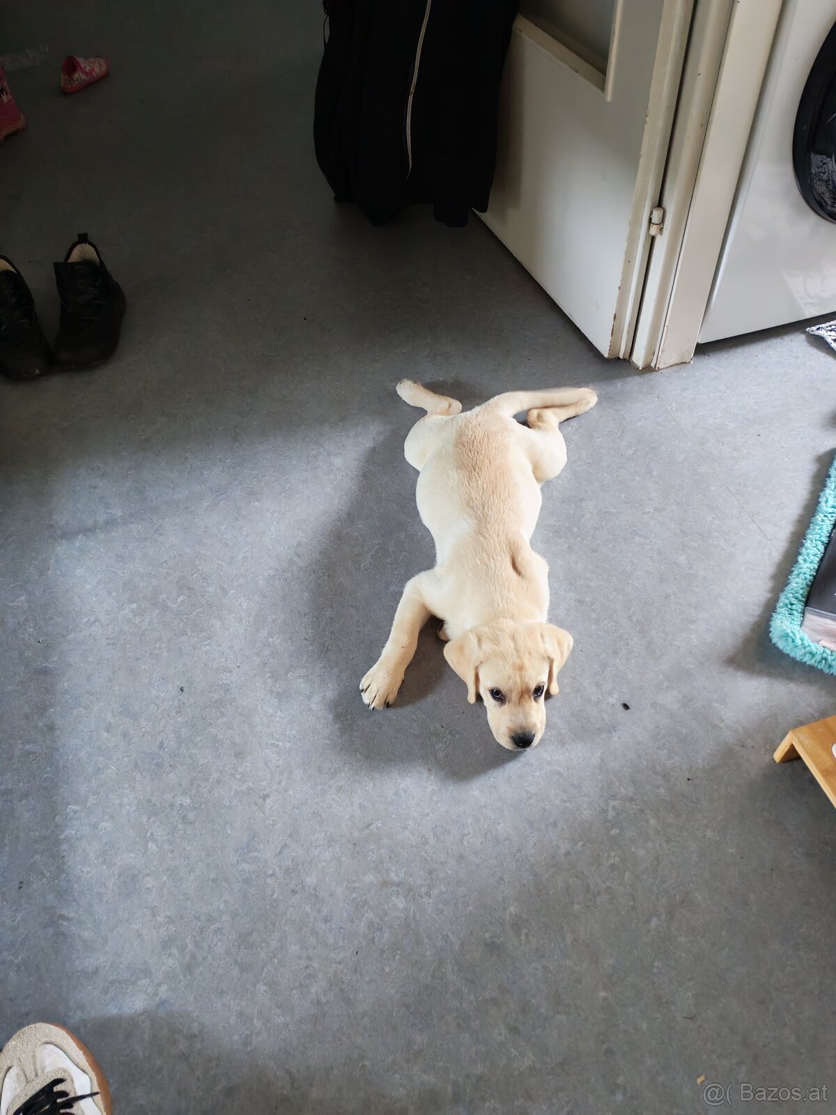 Labrador Welpe - 7
