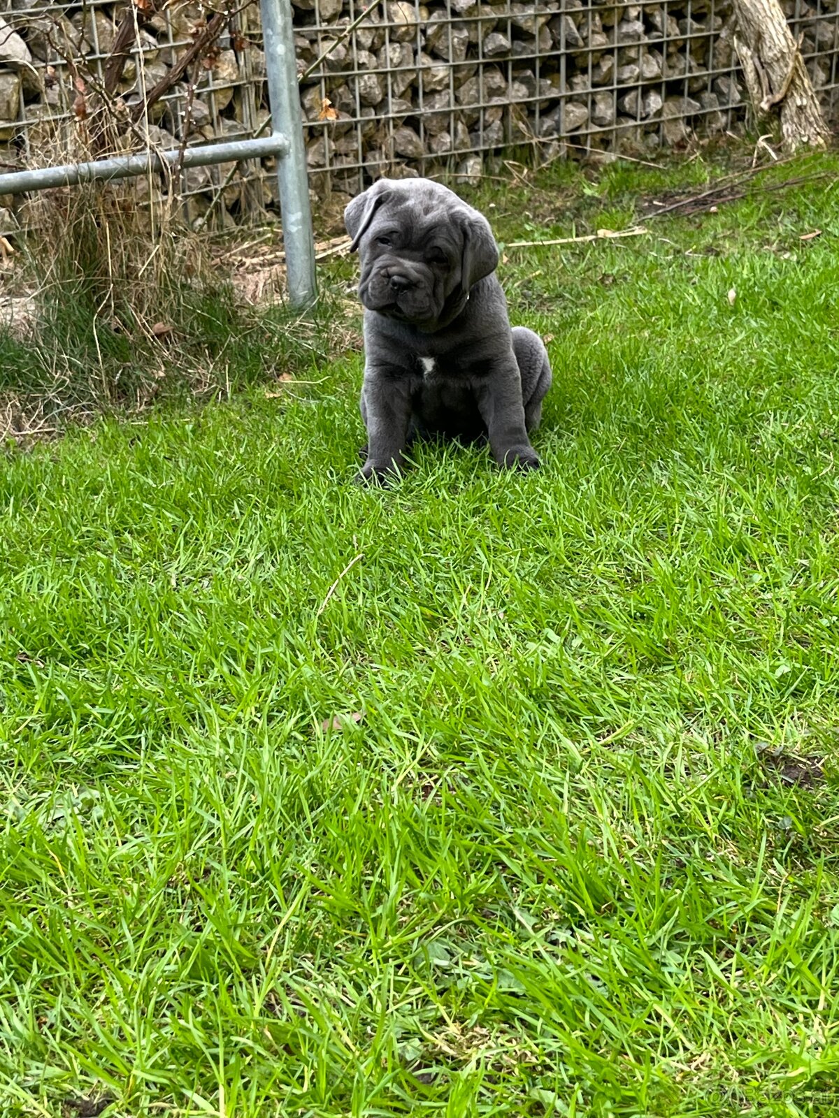Reinrassige Cane Corso Welpen - 7