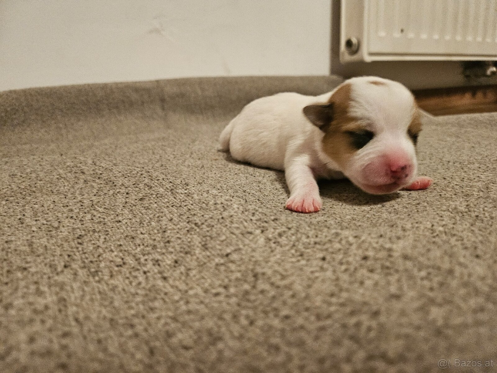 Jack Russell Terrier Welpen gew.13.04.2026 - 7