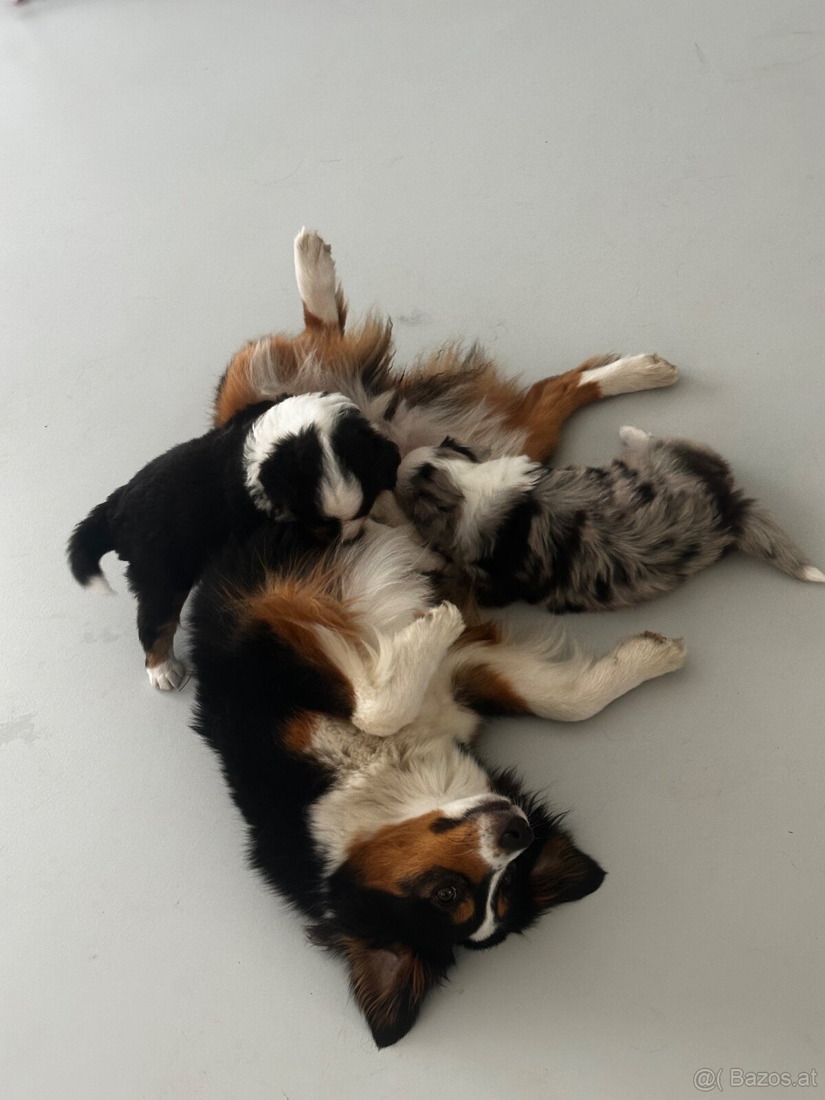 Miniature American Shepherd FCI - 7