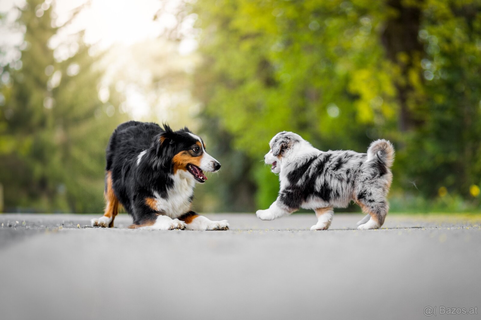 Miniature American Shepherd FCI - 7