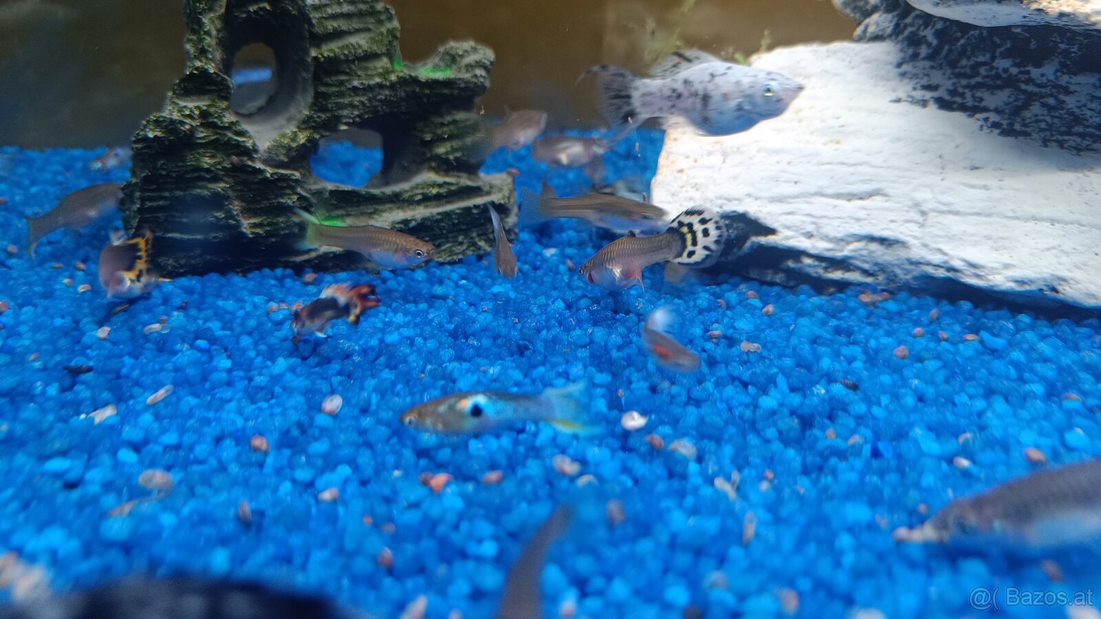 Guppy, Molly - 7
