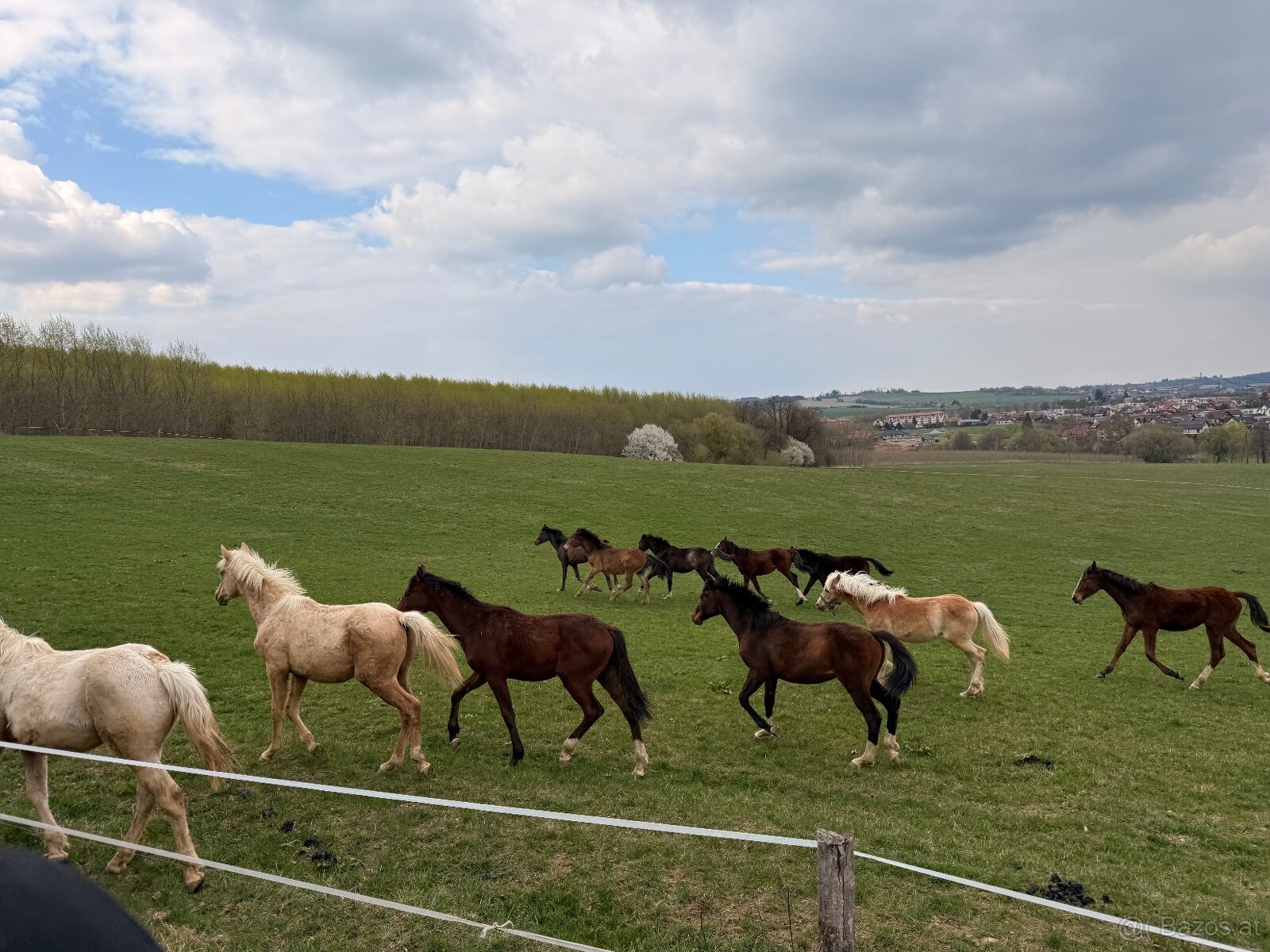 Fohlenstall – Bystřice nad Pernštejnem, 40 km von Brünn - 7
